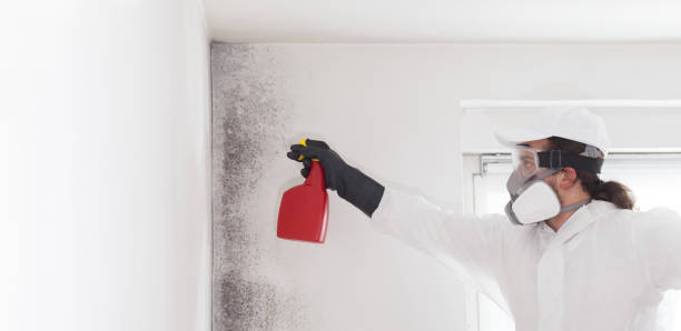 Home Mold Removal in Gallatin, TN