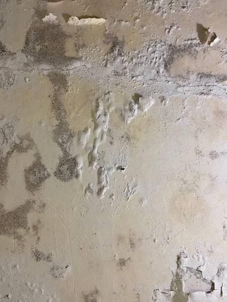 Best Residential Mold Removal  in Gallatin, TN